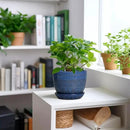 G EPGardening Plant Pots Indoor 5 Inch - Ceramic Pot for Plants with Drainage Hole and Saucer Round Planter Outdoor Modern Flower Pot Home Office Decor Blue by GreenHaven Gardens