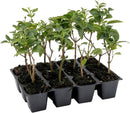 12 Dallas Red Lantana | Live Plants in 2.5-inch Nursery Cubes | Lantana Camara 'Dallas Red' Variety | Hardy Evergreen Perennial Shrub | Fiery Vibrant Blooms for Home & Garden by GreenHaven Gardens