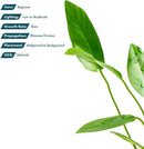 Live Plants – Anubias Hastifolia (Anubias hastifolia) – Low to Moderate Light, Medium to Dark Green Arrow-Shaped Leaves, Midground to Background Tank Placement - Pot, 3 Pack by GreenHaven Gardens