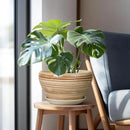Ceramic Pot for Plants 11 Inch - Planter for Outdoor Plants Indoor Plant Pot with Drainage Hole and Saucer Large Planter Round Flower Pot for House Patio Garden Yellow by GreenHaven Gardens