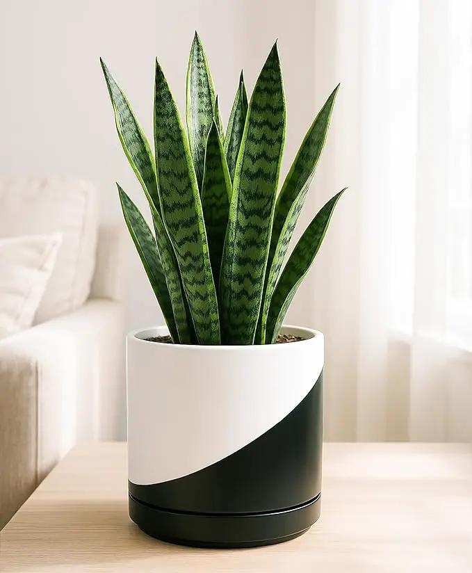 D'vine Dev 8.2 Inch Ceramic Planter Pot with Drainage Hole and Saucer, Indoor Cylinder Round Planter Pot, Oblique Monochrome Black and White, 94-O-D-K, photo 3 of 7