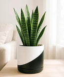 D'vine Dev 8.2 Inch Ceramic Planter Pot with Drainage Hole and Saucer, Indoor Cylinder Round Planter Pot, Oblique Monochrome Black and White, 94-O-D-K by GreenHaven Gardens