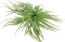 Air Plants - Flowering Tillandsia Rose BAER, Large 5" - 5ct - Live Arrival Guaranteed - House Plants for Home Decor & Gift by GreenHaven Gardens