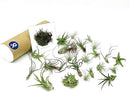 Air Plants Bulk - Tillandsia Variety Wholesale Pack, Regular 1-3" - 25ct - Live Arrival Guaranteed - House Plants for Home Decor & Gift by GreenHaven Gardens