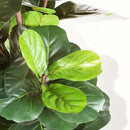 Artificial Fiddle Leaf Fig Tree - 6.5ft Faux Ficus Lyrata Plant with 108 Fiddle Leaves Fake Fig Silk Tree in Pot Artificial Tree for Indoor Outdoor Home Office Perfect Housewarming by CozyNest Decor