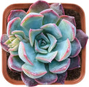 Live Succulent Echeveria 'Dark Ice', Approx 2-inch Large, Potted Succulents, Fully Rooted, Easy Care House Plants by GreenHaven Gardens