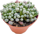 Live Succulents 'Baby Toes' (4-inch), Succulent Plants Fully Rooted in Pots with Soil, Easy-Care House Plant for DIY, Home Office Decor, Wedding Party Favor by GreenHaven Gardens