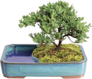 Brussel's Bonsai Live Green Mound Juniper Bonsai Tree - Medium, 5 Year, 6 to 10 Inches - Outdoor Bonsai Tree Live with Water Bonsai Pot (Not Sold in California) by GreenHaven Gardens