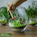 Cute Farms Terrarium Starter Kit | Moss, Vermiculite, Soil, Pebbles, Plant Food, Finishing Tools, Build and Care Guide | DIY Succulent Terrarium for Adults and Kids (Large + Live Plants) by CozyNest Decor