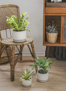 LE TAUCI Ceramic Plant Pots, 4.3+5.3+6.8 inch, Set of 3, Planters with Drainage Hole and Saucer, Indoor Flower Pot with Hole Mesh Pad, Gifts for Mom, White by GreenHaven Gardens