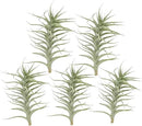 Live Air Plants - Tillandsia Albida 7-12" - 5ct – ragnaroc Live Indoor Plant - Live Arrival Guaranteed - House Plants for Home Decor & Gift by GreenHaven Gardens