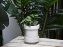 Phoenix Vine 4 Inch Self Watering Planter, White Terracotta Clay Pot with Glass Reservoir for Indoor Plants, Herbs, Flowers, Set of 3, 52-B-E-3 by GreenHaven Gardens