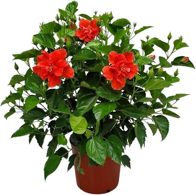Hibiscus Plant Live - Double Red Hibiscus Bush - Flowering Plants - Red - Overall Height 26" to 28" - Tropical Plants of Florida (Plant Only)