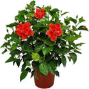 Hibiscus Plant Live - Double Red Hibiscus Bush - Flowering Plants - Red - Overall Height 26" to 28" - Tropical Plants of Florida (Plant Only) by GreenHaven Gardens