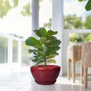 Ceramic Planter - Indoor Plant Pot with Drainage Hole and Saucer 13 Inch Large Pots for Plants Round Modern Outdoor Flower Pot Mid-Century Patio Room Decor Red by GreenHaven Gardens