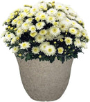 Classic Home and Garden Honeysuckle Resin Flower Pot Planter, Stone Grey, 15" by GreenHaven Gardens