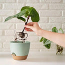 Self Watering Plant Pot with Drainage Hole,Plant Pots Outdoor Flower Pots for Indoor Plants,Modern Green Plastic Self Watering Planters Succulent Pot 7pcs/Set by GreenHaven Gardens