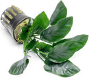 Anubias Live Aquarium Plants - Potted Freshwater Plant for Fish Tanks, Terrariums - Beginner Friendly Low Light (Nana, 3 Pots) by GreenHaven Gardens