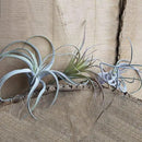 CHIVE Artificial Air Plants — Bulk Set of 5, Medium — Ultra Realistic Fake Tillandsia Bromeliad Plants — Decorative Faux Succulents for Home & Office Decor — No Care Needed! by GreenHaven Gardens