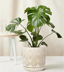 8 Inch + 6 Inch Indoor Plant Pot with Drainage Holes and Saucers, Ceramic Planter for Plants, Succulent Orchid Flower Pots by CozyNest Decor