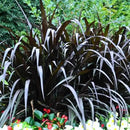 Pack 3 Fountain Grass Plants Live, 5-9 Inch Tall, Ornamental Grasses Live Plants Perennial, Well-Rooted Perennial Grass Clumps (Mix Fountain Grass) by GreenHaven Gardens