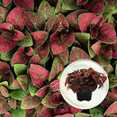 Polka Dot Plant (4-Pack) - Live Houseplants, Small Indoor Plants, Hypoestes Red - Colorful, Air-Purifying House Plants by GreenHaven Gardens