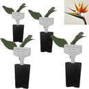 Bird of Paradise - Orange - Strelitzia Reginae. (4 Orange BoP in Cup) by GreenHaven Gardens