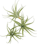 Live Air Plants - Tillandsia Albida 3-5" - 3ct – ragnaroc Live Indoor Plant - Live Arrival Guaranteed - House Plants for Home Decor & Gift by GreenHaven Gardens
