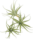 Live Air Plants - Tillandsia Albida 3-5" - 1ct – ragnaroc Live Indoor Plant - Live Arrival Guaranteed - House Plants for Home Decor & Gift by GreenHaven Gardens