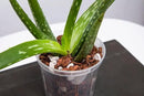 rePotme Orchid Pot - 6 inch Slotted Clear Orchid Pots - 3 Pack (Crystal Clear) by GreenHaven Gardens