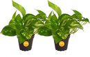 Costa Farms Pothos Live Plants (2-Pack), Easy Care Vining Live Indoor Houseplants, Air Purifier Trailing Plants Potted in Nursery Pots, Potting Soil, Gift for Office and Home Decor, 8-Inches Tall by GreenHaven Gardens