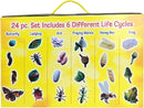 Insect Lore's Life Cycle Figurines 24 Pc Set | Butterfly, Ladybug, Frog, Honey Bee, Ant and Praying Mantis | 4 Stages Per Insect, 24 Figurines Total by TinyTreasures Baby Boutique