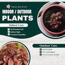 Polka Dot Plant (4-Pack) - Live Houseplants, Small Indoor Plants, Hypoestes Rose - Colorful, Air-Purifying House Plants by GreenHaven Gardens
