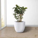 Kante 14 Inch Dia Round Concrete Planter, Indoor Outdoor Large Plant Pot with Drainage Hole and Rubber Plug for Home Patio Garden, Pure White by GreenHaven Gardens