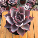 4-inch Succulent Echeveria Afterglow, Live Succulents Plants Fully Rooted in Pots with Soil, Easy-Care House Plants for DIY, Home Office Decoration by GreenHaven Gardens
