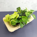 Plentiful Pothos & Philodendron (6-Pack), Pothos Live Plant Decor, Office Plants, Real Plants, Easy Indoor Plant, House Plants Indoors Live Plants Indoor Plants Live Houseplants by Plants for Pets by GreenHaven Gardens