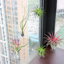 40 Pack Air Plant Stand Holder Tillandsia Airplant Container with Suction Cup Tabletop Planter Display Racks for Hanging Tillandsia House Plants by GreenHaven Gardens
