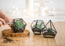 Mkono 4 Inches Mini Glass Geometric Terrarium Container Set of 3 Modern Tabletop Planter Shelves Decor Display Centerpiece for Succulent Miniature Fairy Garden Air Plant, Black(Plant Not Included) by CozyNest Decor