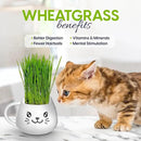 Organic Cat Grass Growing Kit - Promotes Natural Hairball Control and Digestive Wellness - Includes Organic Seed Mix, Nutrient-Rich Soil, and Stylish White Cat Planter by GreenHaven Gardens
