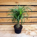 Ponytail Palm - 3 Live Plants in 6 Inch Growers Pots - Beaucarnea Recurvata - Beautiful Clean Air Indoor Succulent Houseplant by GreenHaven Gardens