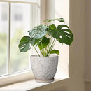 8 Inch Ceramic Pots for Plants Large Planter Pot with Drainage Hole and Saucer Round Flower Pot for Indoor Outdoor Decor, White by GreenHaven Gardens