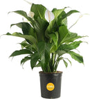 Costa Farms Spathiphyllum Peace Lily Live Indoor Plant, 3-Foot by GreenHaven Gardens