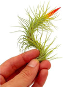 Air Plants - Tillandsia Funckiana Hybrid, Large 5-7" - 1ct - Live Arrival Guaranteed - House Plants for Home Decor & Gift by GreenHaven Gardens