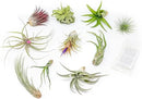 Grab Bag Pack Small & Medium Air Plants - Fertilizer Packet - Wholesale - Bulk - Live Tillandsia - Easy Care House Plant - Succulents, 10 Count (Pack of 1) by GreenHaven Gardens