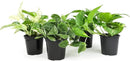 Live Pothos Plants (4PK) Indoor Plants Live Houseplants, Pothos Live Plant House Plants, Money Plant Indoor Pothos Plant Decor, Devils Ivy Trailing Plants Live by Plants for Pets,Black by GreenHaven Gardens