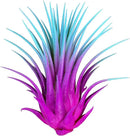 Ionantha Guatemala Tillandsia Air Plant, Guatemala Tillandsia Live Airplant, Healthy Arrival Guaranteed, Great Indoor Plant, Home Decor & Gift Rainbow