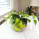 Plentiful Pothos & Philodendron (6-Pack), Pothos Live Plant Decor, Office Plants, Real Plants, Easy Indoor Plant, House Plants Indoors Live Plants Indoor Plants Live Houseplants by Plants for Pets by GreenHaven Gardens
