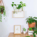 Ivolador Plant Propagation Station Terrariumin Wall Test Tube Vases Bud Tabletop Glass Wooden Stand with 5 Propagation Tubes for Propagating Hydroponic Plants Home Garden Wedding Decoration-Beige by GreenHaven Gardens