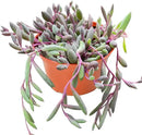 Live Succulents Othonna Capensis Ruby Necklace (4-inch), Succulent Plants Fully Rooted in Pots with Soil, Easy-Care House Plant for DIY, Home Office Decor, Wedding Party Favor by GreenHaven Gardens