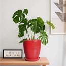 Ceramic Pot for Plants - 8 Inch Plant Pot for Indoor Plants Outdoor Round Planter Modern Flower Pot with Drainage Hole and Saucer Home Garden Office Porch Decor Red by GreenHaven Gardens